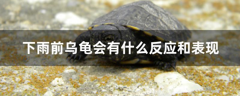 雷龍魚長黑斑怎么辦 雷龍魚長黑斑怎么辦啊 帝龍漁業(yè)