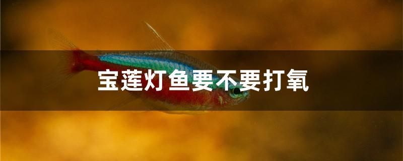 招財和龍魚可以一起養(yǎng)嗎（招財和龍魚可以一起養(yǎng)嗎視頻）