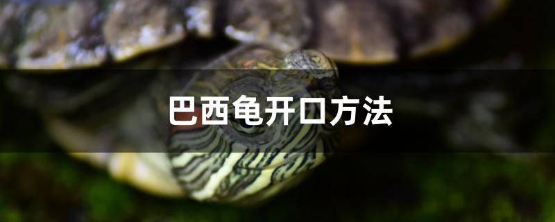 巴西龜開口方法 高背金龍魚