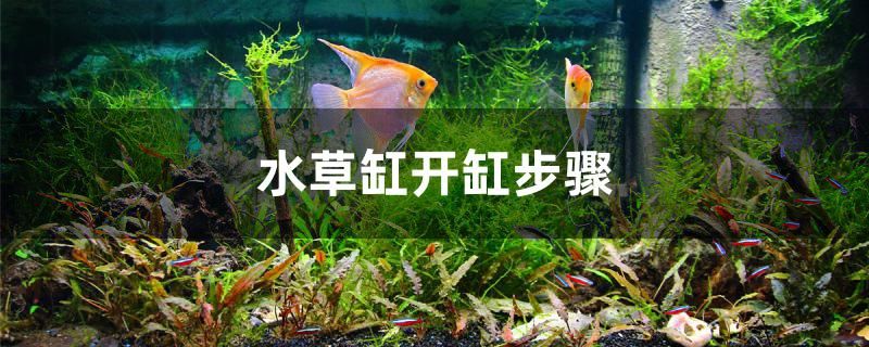 水草缸開缸步驟有哪些 大日玉鯖魚