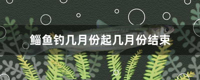 鯔魚(yú)釣幾月份起幾月份結(jié)束