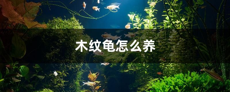 木紋龜怎么養(yǎng)