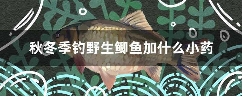 秋冬季釣野生鯽魚加什么小藥