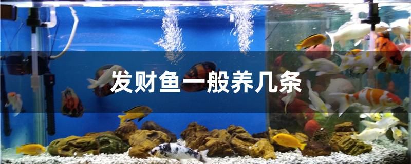 發(fā)財(cái)魚一般養(yǎng)幾條