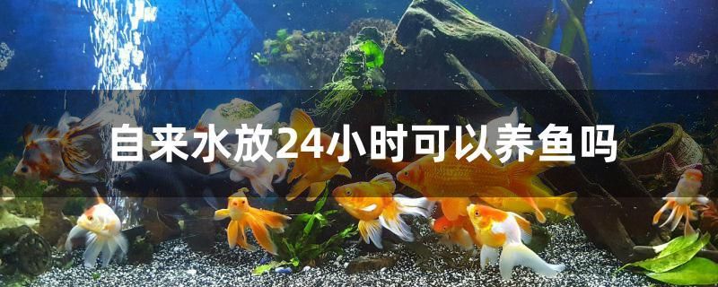 自來(lái)水放24小時(shí)可以養(yǎng)魚(yú)嗎 全國(guó)觀賞魚(yú)市場(chǎng)