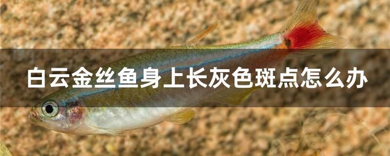 白云金絲魚身上長灰色斑點(diǎn)怎么辦