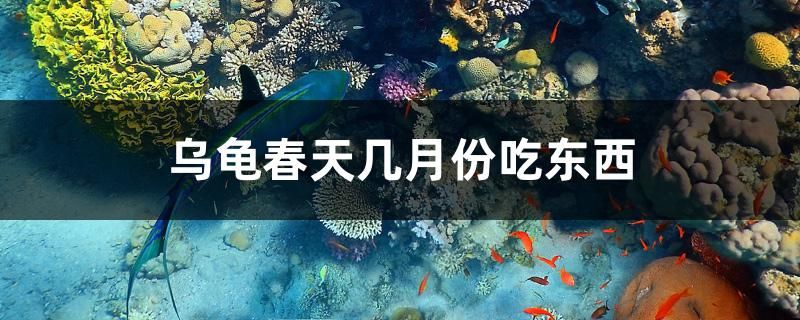 烏龜春天幾月份吃東西 非洲象鼻魚