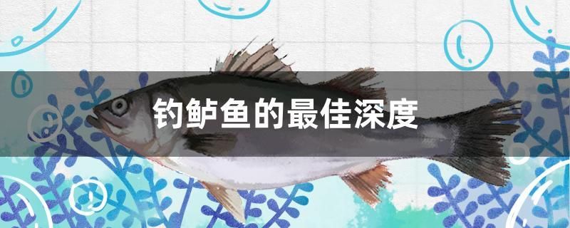 釣鱸魚(yú)的最佳深度 純血皇冠黑白魟魚(yú)