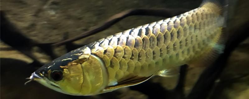 金龍魚飼養(yǎng)方法注意事項(xiàng) 魚糧魚藥