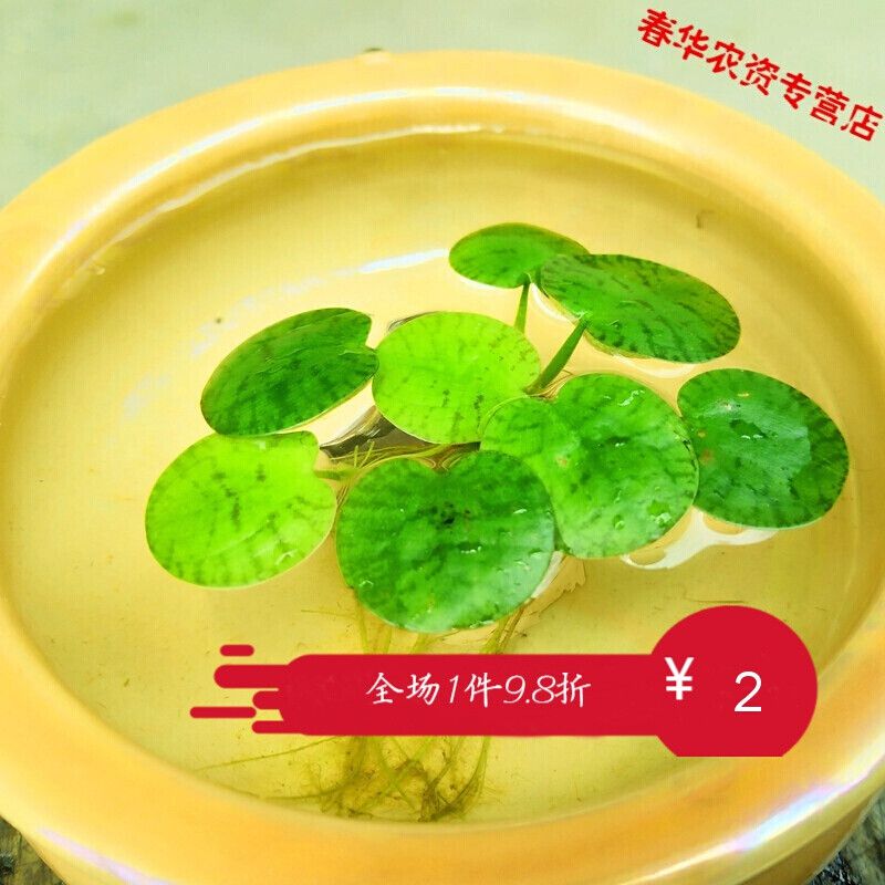 水葫蘆放魚(yú)缸有什么危害么(水葫蘆放在魚(yú)缸里有什么好處) 翡翠鳳凰魚(yú)