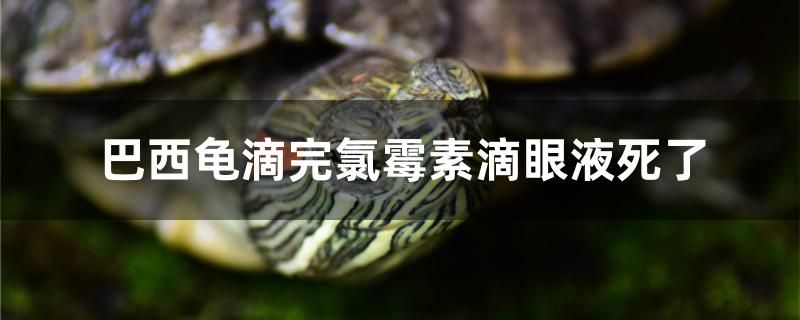 跳龍?zhí)妒鞘裁匆馑嫉暮?jiǎn)單介紹 印尼大湖漁場(chǎng)產(chǎn)業(yè)聯(lián)盟