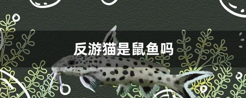 反游貓是鼠魚嗎