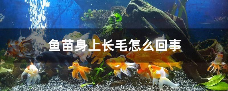 魚苗身上長毛怎么回事 伊巴卡魚