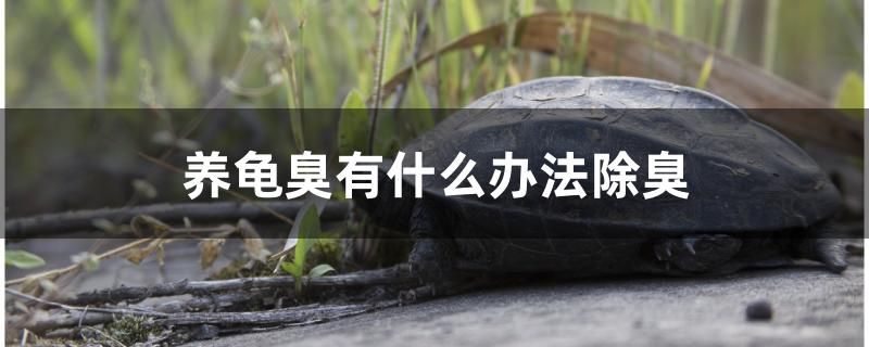 養(yǎng)龜臭有什么辦法除臭