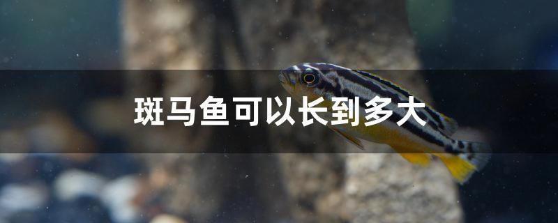 斑馬魚可以長到多大 狗仔（招財貓)魚苗