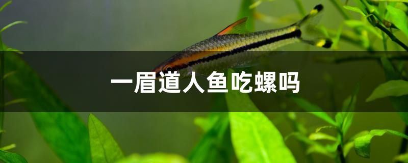 一眉道人魚吃螺嗎 圖騰金龍魚