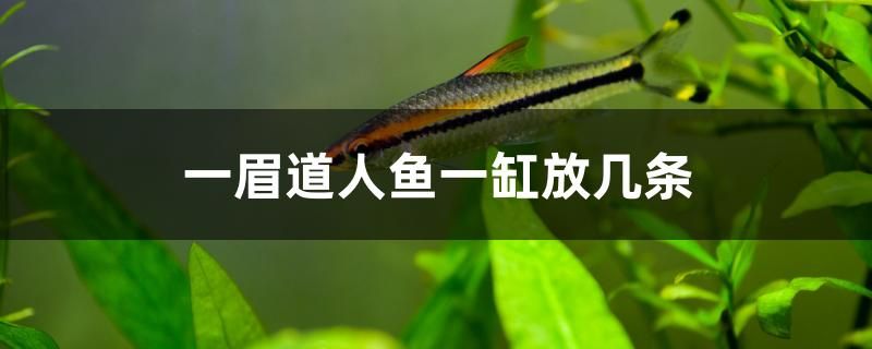 一眉道人魚(yú)一缸放幾條 海水魚(yú)（海水魚(yú)批發(fā)）