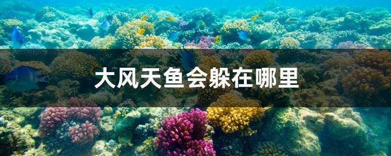 錦鯉造景（錦鯉魚缸為什么不適合造景） 祥龍藍珀金龍魚 第2張