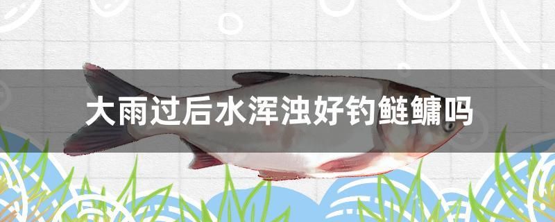 大雨過后水渾濁好釣鰱鳙嗎 觀賞魚百科