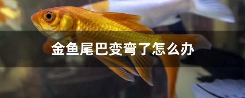 金魚尾巴變彎了怎么辦 元寶鯽