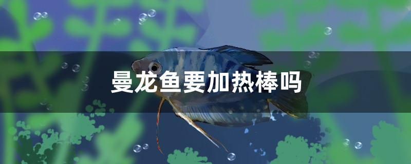 曼龍魚要加熱棒嗎