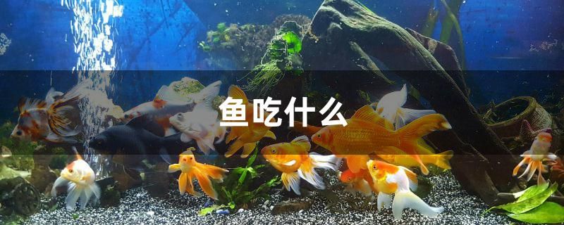 魚吃什么 斑馬狗頭魚