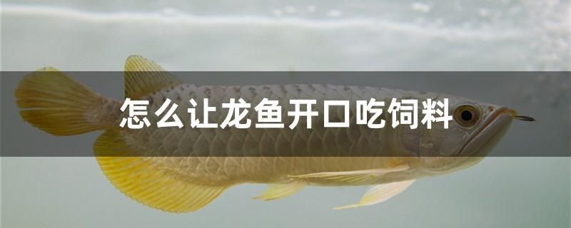 怎么讓龍魚開口吃飼料 金三間魚