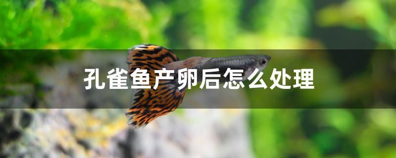 孔雀魚產卵后怎么處理