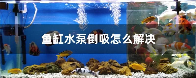 魚缸水泵倒吸怎么解決 短身紅龍魚