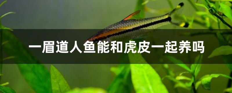 一眉道人魚(yú)能和虎皮一起養(yǎng)嗎 龍魚(yú)專用燈