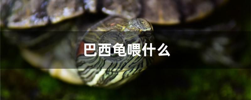 巴西龜喂什么 羽毛刀魚苗