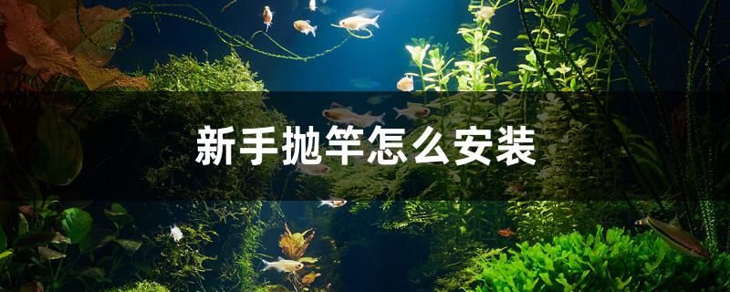 新手拋竿怎么安裝 觀賞魚批發(fā)