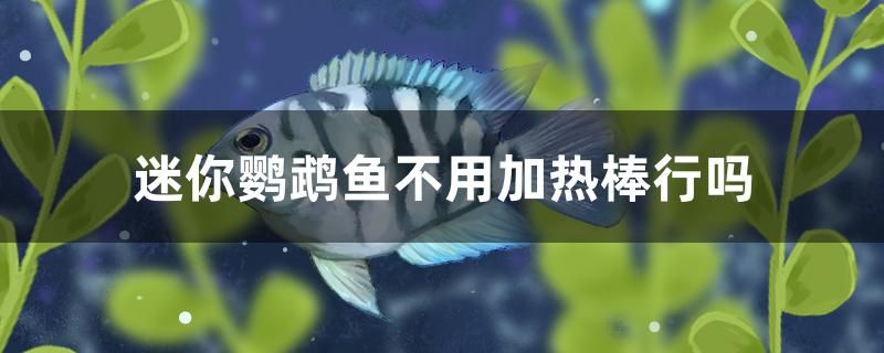 迷你鸚鵡魚(yú)不用加熱棒行嗎 金老虎魚(yú)