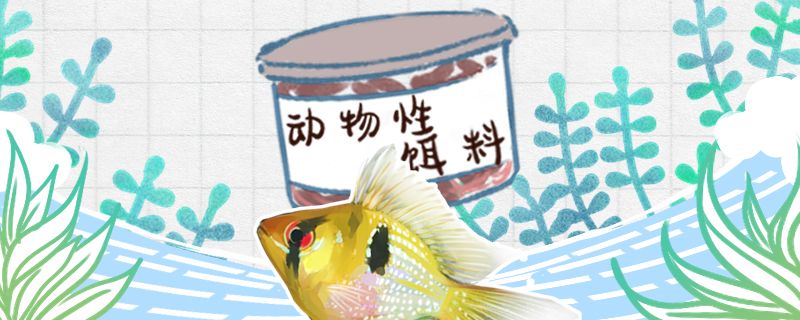 荷蘭鳳凰魚(yú)吃什么飼料好不吃東西是怎么回事