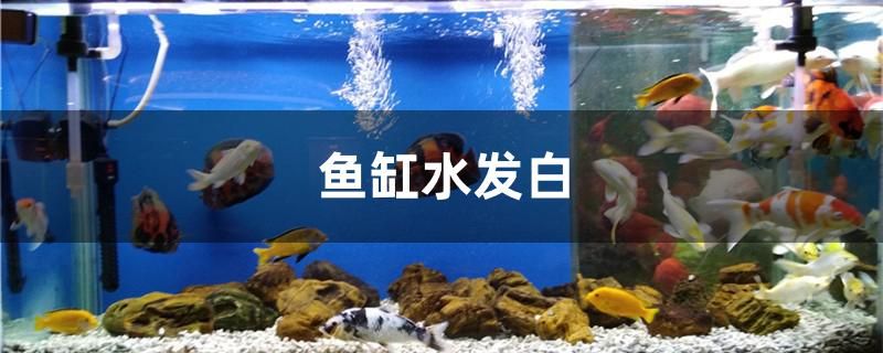 魚缸水發(fā)白怎么辦 印尼小紅龍