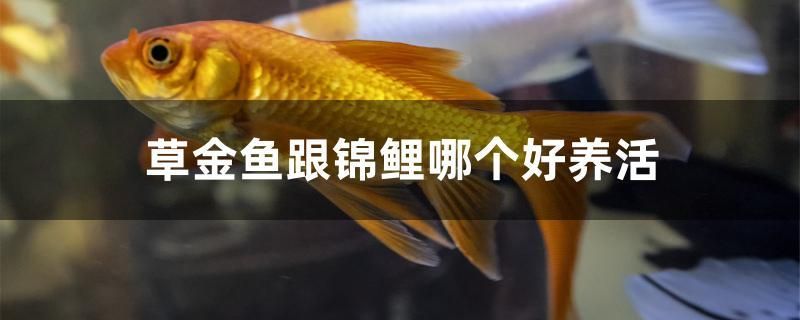 草金魚跟錦鯉哪個好養(yǎng)活 銀古魚苗