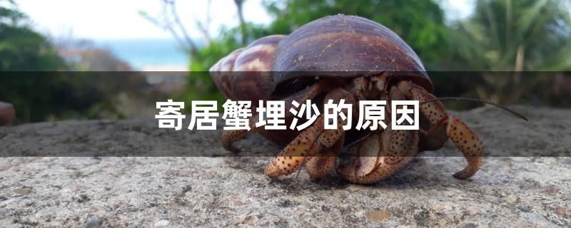 寄居蟹埋沙的原因有哪些 元寶鳳凰魚專用魚糧