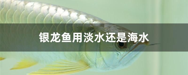 銀龍魚用淡水還是海水 元寶鳳凰魚