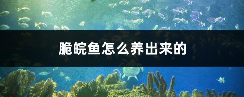 脆皖魚怎么養(yǎng)出來的 圣菲埃及魚