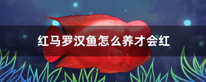 紅馬羅漢魚怎么養(yǎng)才會紅