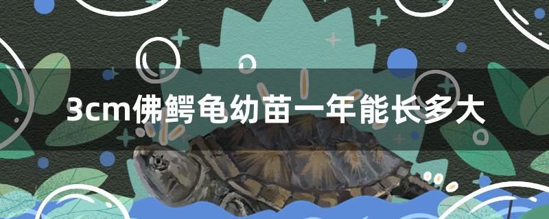 3cm佛鱷龜幼苗一年能長(zhǎng)多大 藍(lán)底過(guò)背金龍魚