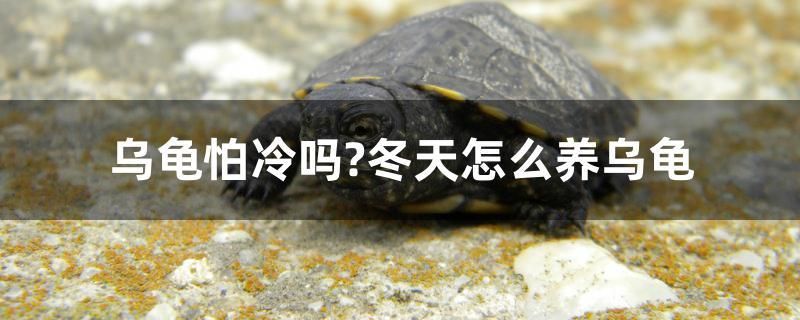 烏龜怕冷嗎？冬天怎么養(yǎng)烏龜 埃及神仙魚