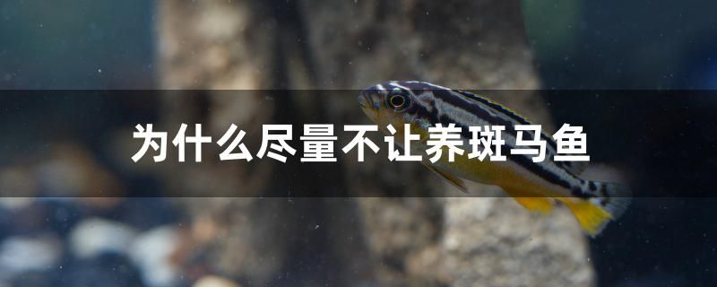 為什么盡量不讓養(yǎng)斑馬魚 魚缸水質(zhì)穩(wěn)定劑