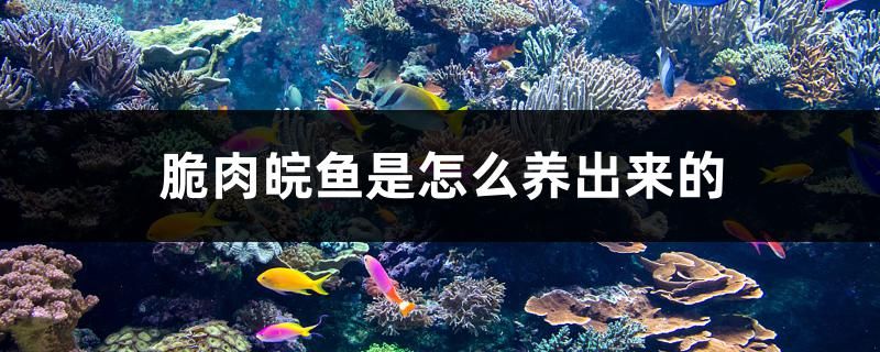 脆肉皖魚是怎么養(yǎng)出來的 新加坡號(hào)半紅龍魚（練手級(jí)紅龍魚）