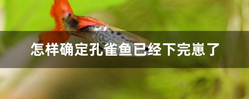 怎樣確定孔雀魚已經(jīng)下完崽了 全國水族館企業(yè)名錄