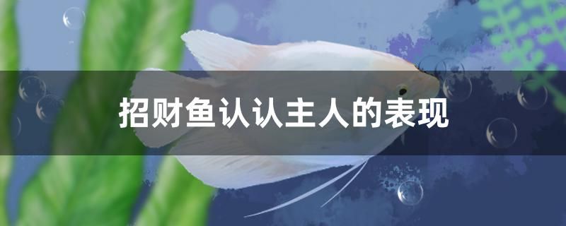 招財(cái)魚認(rèn)主人的表現(xiàn)