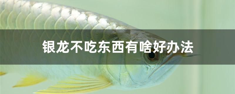 銀龍不吃東西有啥好辦法