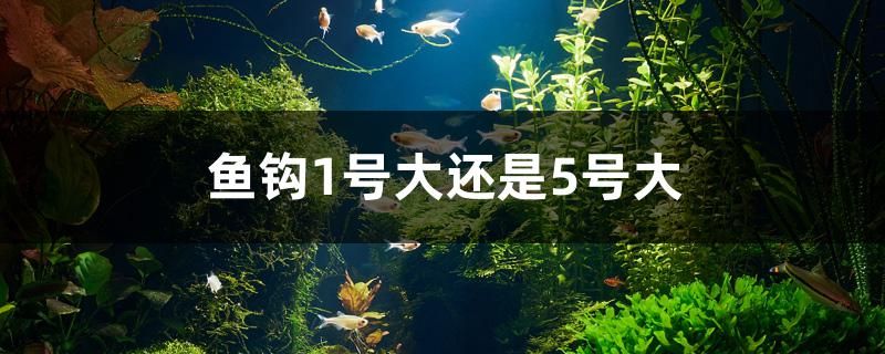 魚鉤1號大還是5號大 生態(tài)瓶/創(chuàng)意缸/桌面微景缸