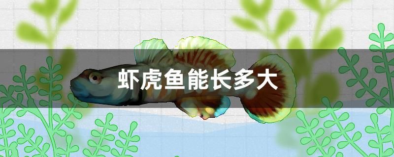 蝦虎魚能長多大