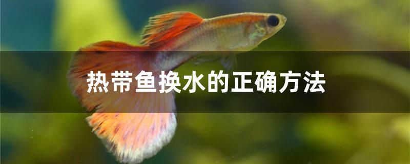 熱帶魚換水的正確方法